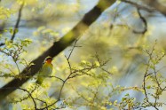 Narcissus Flycatcher　キビタキ