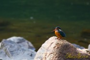 カワセミ　Common Kingfisher