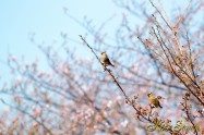 Japanese Waxwing レンジャク