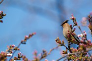 Japanese Waxwing レンジャク