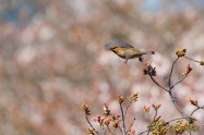 Japanese Waxwing レンジャク