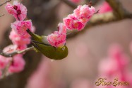 Japanese White-eye　メジロ