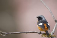 Daurian Redstart　ジョウビタキ