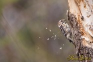 Japanese Pygmy Woodpecker　コゲラ