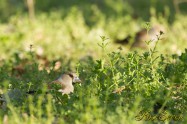 Hawfinch　シメ