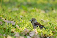 Hawfinch　シメ