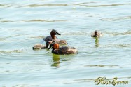 Little grebe　カイツブリ