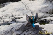 カワセミ　Common Kingfisher