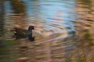 Common Moorhen　バン