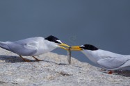 Little Tern (Eos-1D Mark IV + EF800 F5.6L IS USM)　