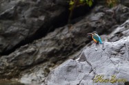 カワセミ　Common Kingfisher