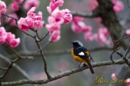 Daurian Redstart ジョウビタキ ♂