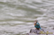 カワセミ　Common Kingfisher