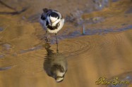 Japanese Pied Wagtail　ハクセキレイ