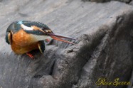 カワセミ　Common Kingfisher