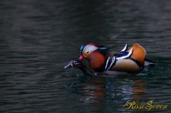 Mandarin duck　オシドリ