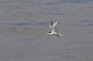 Little Tern