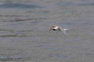 Little Tern 