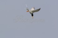 Little Tern