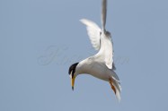 Little Tern