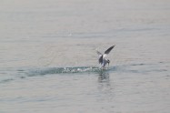 Little Tern