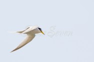 Little Tern