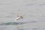 Little Tern