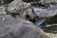 カワセミ　Common Kingfisher