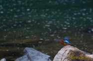 カワセミ　Common Kingfisher