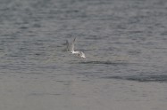 Little Tern