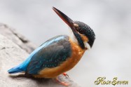 カワセミ　Common Kingfisher