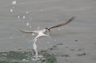 Little Tern