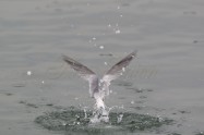 Little Tern