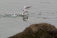 Little Tern