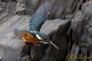 カワセミ　Common Kingfisher