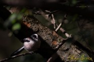 Long-tailed Tit　エナガ