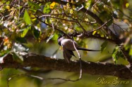 Long-tailed Tit　エナガ