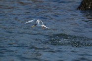 Little Tern