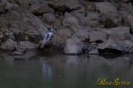 ヤマセミ　Crested Kingfisher ※1D4 EF456 F5.6 ISO1000 SS1/400