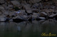 ヤマセミ　Crested Kingfisher ※1D4 EF456 F5.6 ISO1000 SS1/400