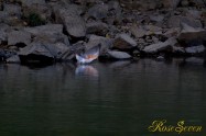 ヤマセミ　Crested Kingfisher ※1D4 EF456 F5.6 ISO1000 SS1/400