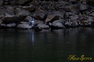 ヤマセミ　Crested Kingfisher ※1D4 EF456 F5.6 ISO1000 SS1/320