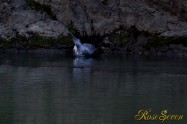 ヤマセミ　Crested Kingfisher ※1D4 EF456 F5.6 ISO1000 SS1/400