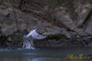 ヤマセミ　Crested Kingfisher ※1D4 EF456 F5.6 ISO1000 SS1/320