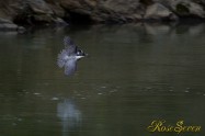 ヤマセミ　Crested Kingfisher ※1D4 EF456 F5.6 ISO1000 SS1/400