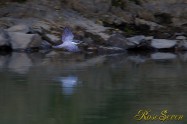 ヤマセミ　Crested Kingfisher ※1D4 EF456 F5.6 ISO1000 SS1/400