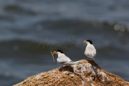 Little Tern