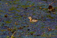 Little grebe　カイツブリ