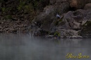 ヤマセミ　Crested Kingfisher ※1D4 EF456 F5.6 ISO400 SS1/4