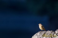 Daurian Redstart　ジョウビタキ　♀